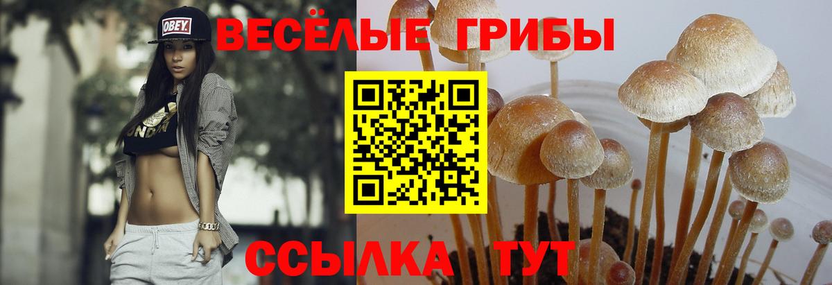 Галлюциногенные грибы MAGIC MUSHROOMS Кудрово